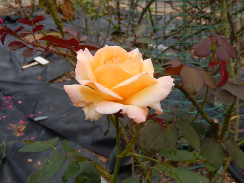 DSCN8639