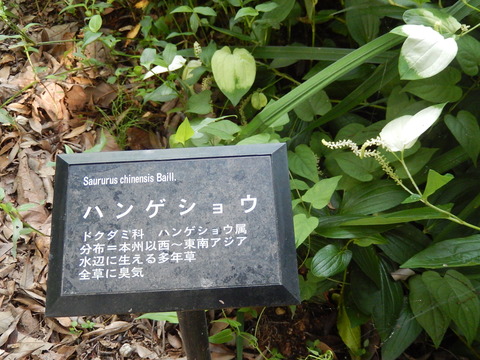 DSCN3730