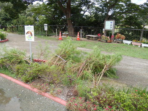 DSCN5995
