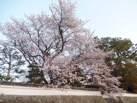 DSCN2215