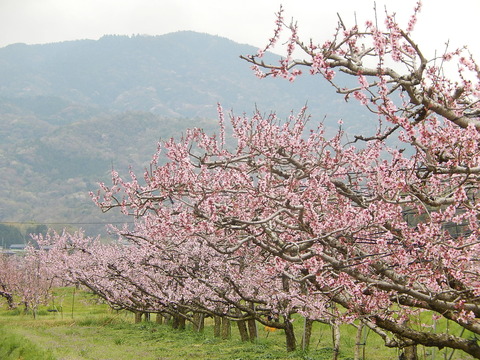DSCN0243
