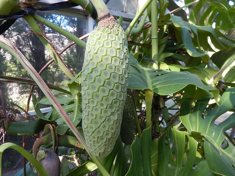 DSCN6069