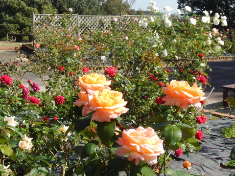 DSCN7897