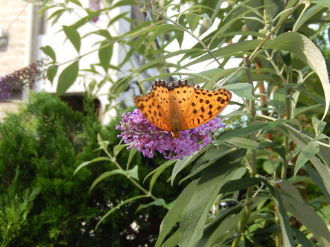 DSCN3909