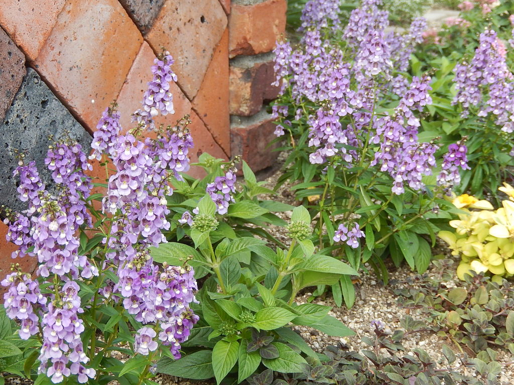 夏の花に模様替えされた西山公園の四季の花園 やつば池散歩道 豊田市 のブログ