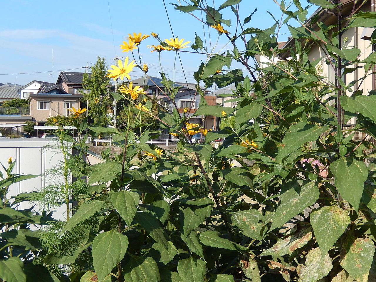 やつば池散歩道に咲くキクイモ 菊芋 の花 やつば池散歩道 豊田市 のブログ