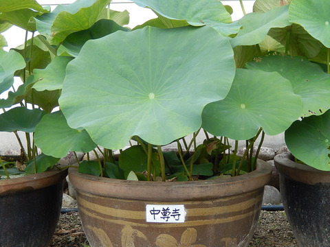 DSCN3543