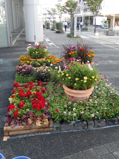 DSCN6811