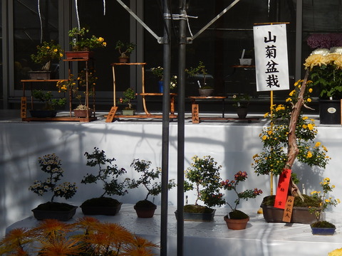 DSCN8153