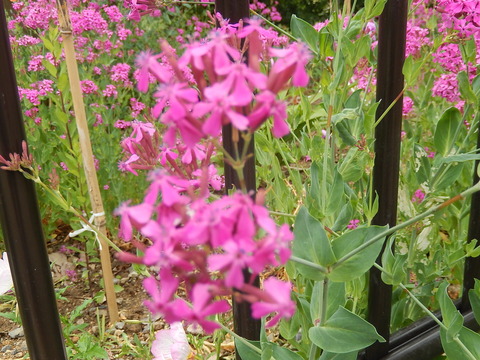 DSCN2465