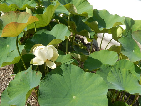 DSCN3538