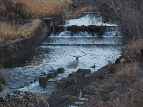 DSCF0006
