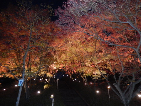 DSCN9175