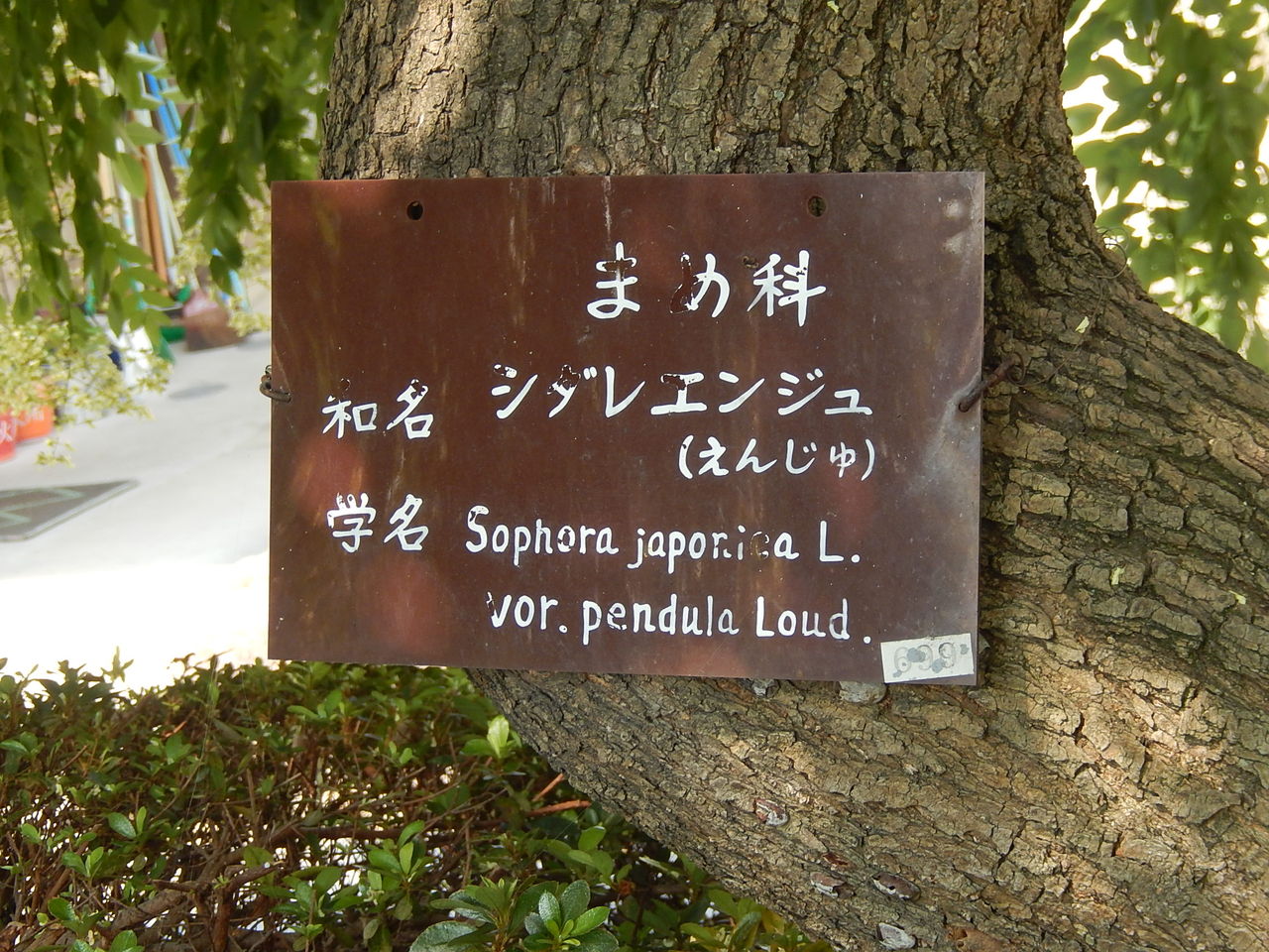 西山公園のシダレエンジュ やつば池散歩道 豊田市 のブログ