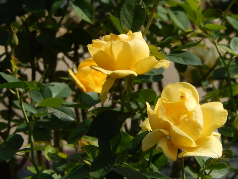 DSCN7791
