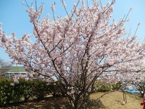 DSCN7738