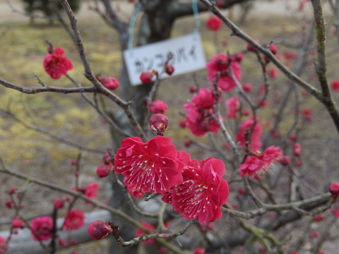 DSCN8221
