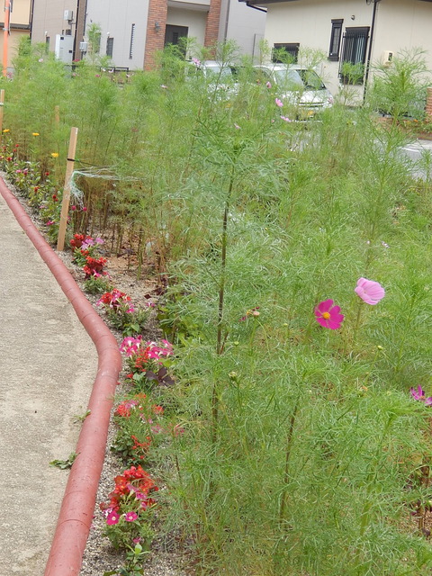 DSCN3864