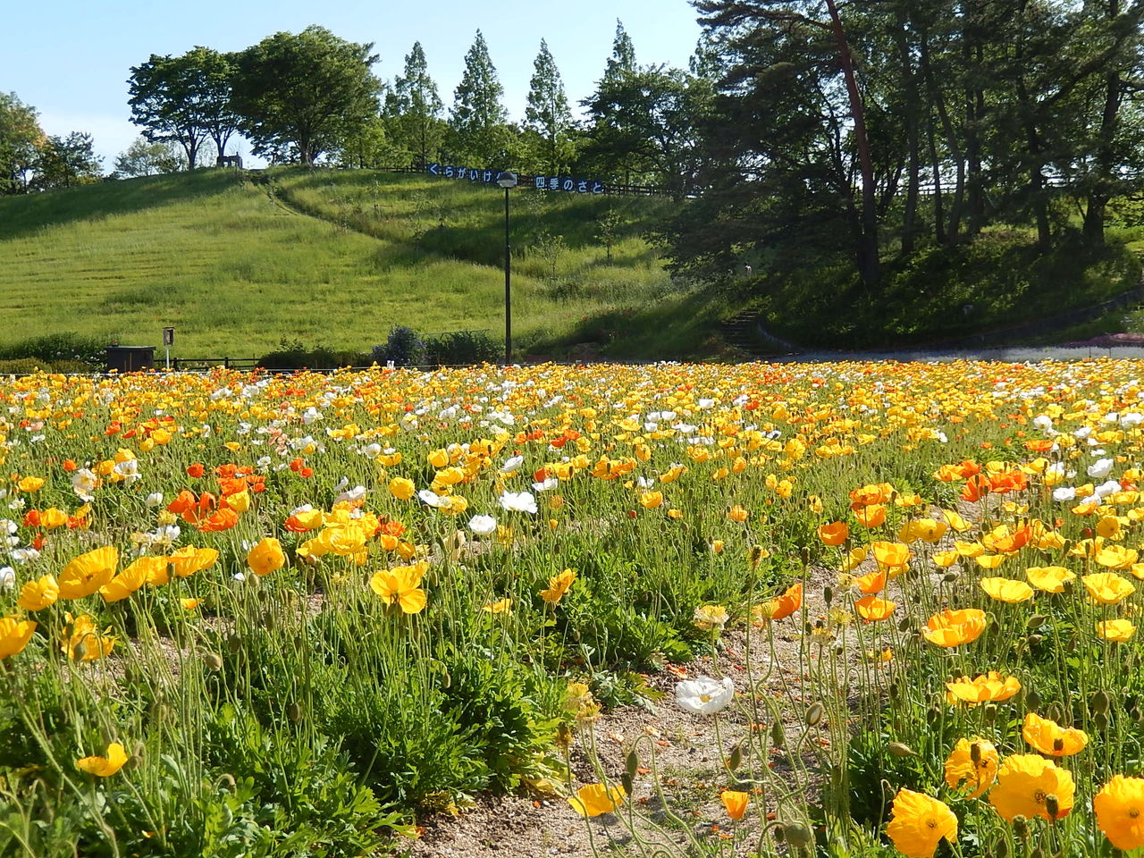 鞍ヶ池公園の春の花畑 やつば池散歩道 豊田市 のブログ