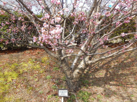 DSCN8837