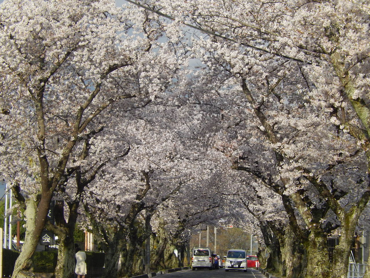 豊田高専前の桜並木のトンネル 16 4 4 やつば池散歩道 豊田市 のブログ 豊田高専前の桜並木のトンネル 16 4 4 やつば池散歩道 豊田市 のブログ