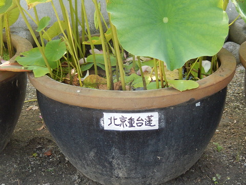 DSCN3549