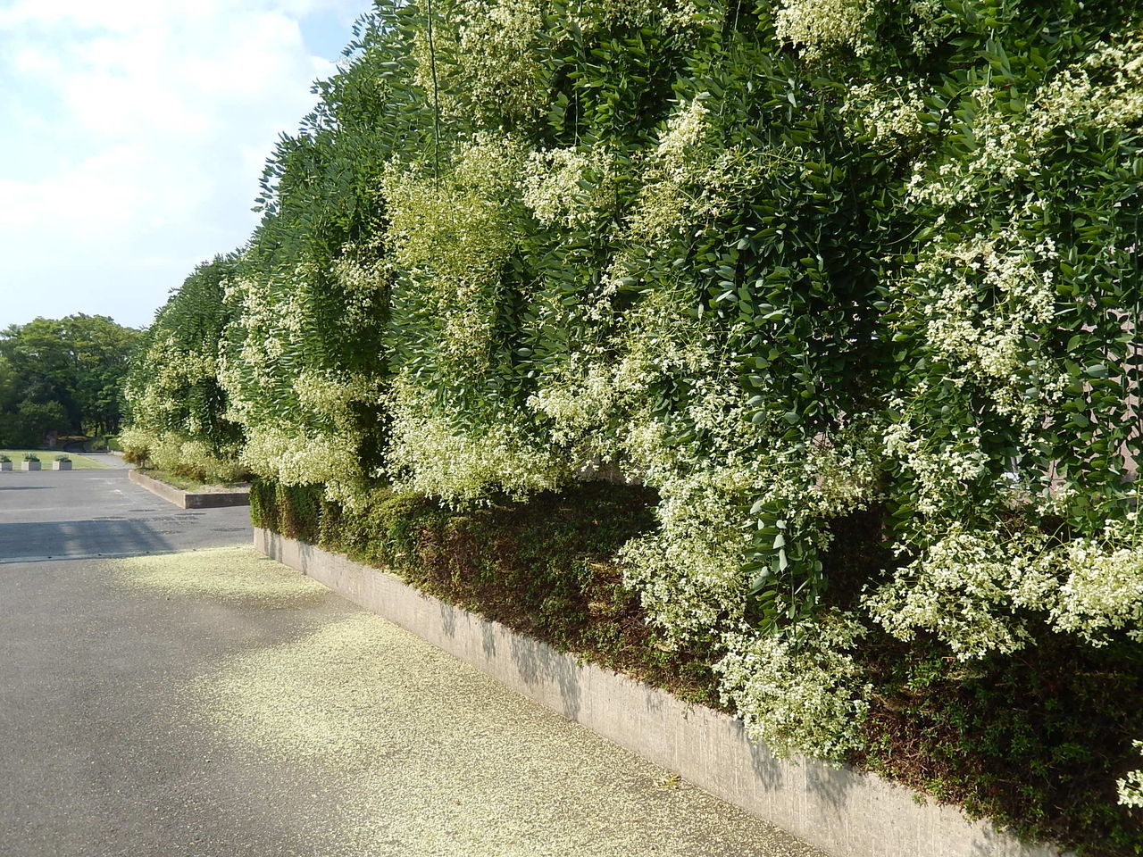 西山公園のシダレエンジュ やつば池散歩道 豊田市 のブログ