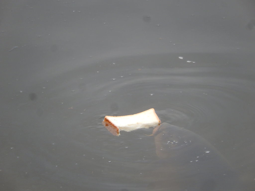 やつば池でパン食い競争 やつば池散歩道 豊田市 のブログ
