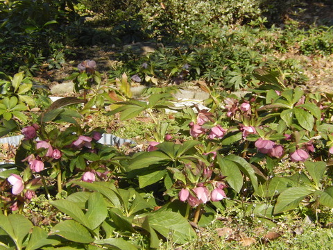 DSCN0505