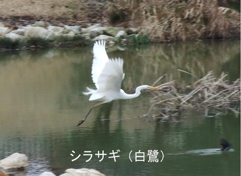 DSCF0004a (2)
