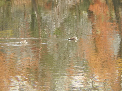 DSCN8825