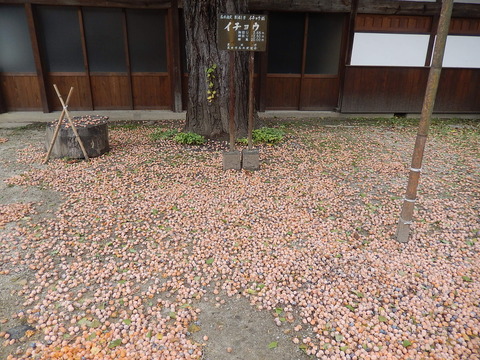 DSCN9907