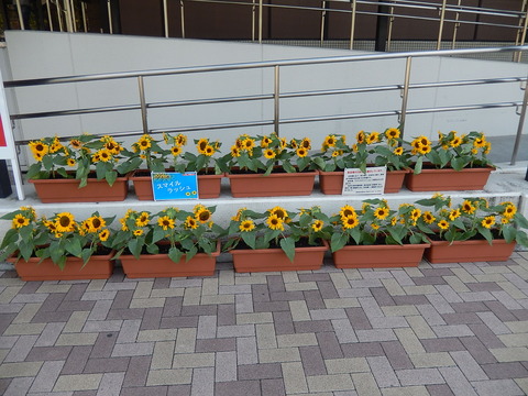 DSCN8545