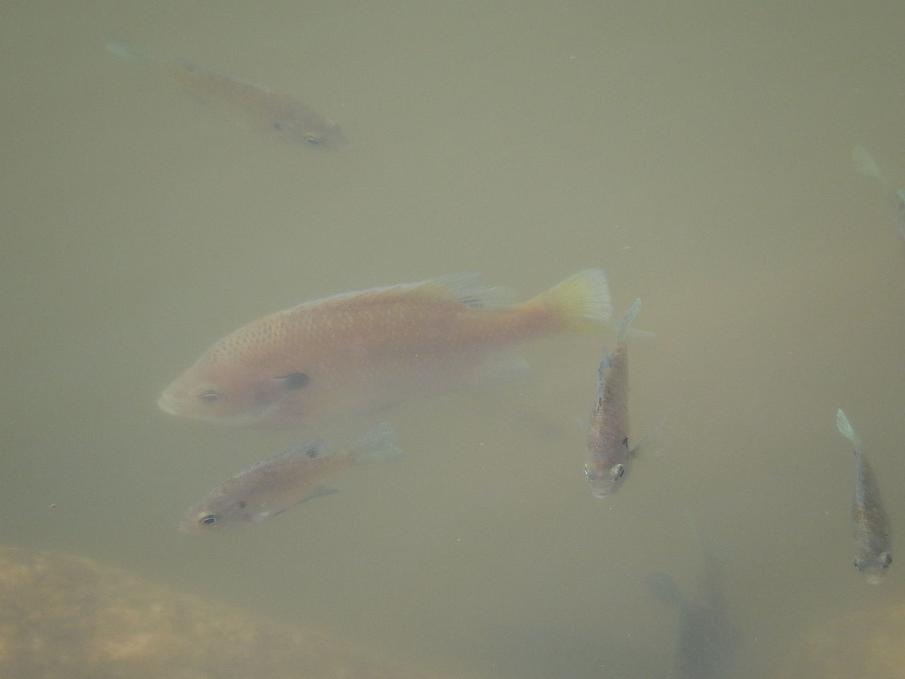 八ツ谷池の水辺に泳ぐ魚の群れの正体は やつば池散歩道 豊田市 のブログ