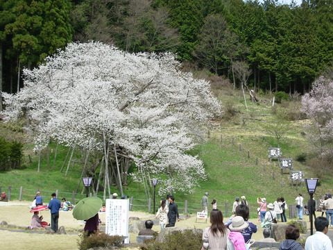 DSCN1033