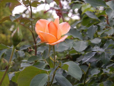 DSCN9812