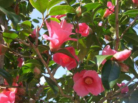 DSCF0022