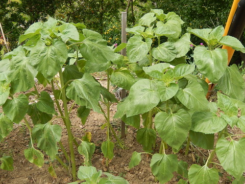 DSCN2168