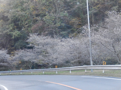 DSCN8879