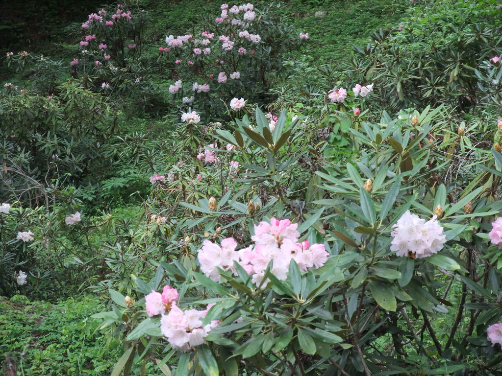 ユニーク西洋 シャクナゲ 種類 すべての美しい花の画像 ユニーク西洋 シャクナゲ 種類 すべての美しい花の画像