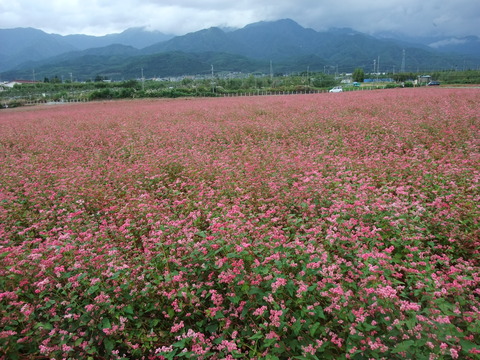 DSCF0029