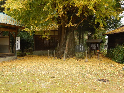 DSCN8811