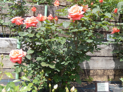 DSCN1646