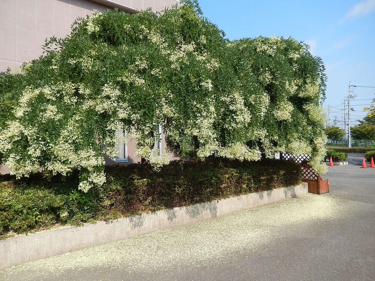 西山公園のシダレエンジュ やつば池散歩道 豊田市 のブログ