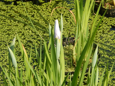 DSCN2442