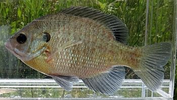 bluegill9