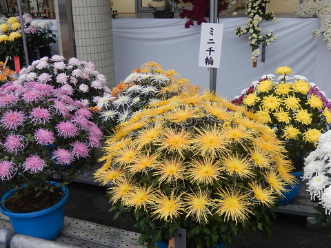 DSCN8306