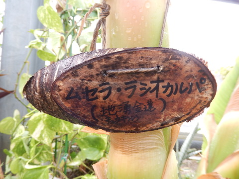 DSCN8493