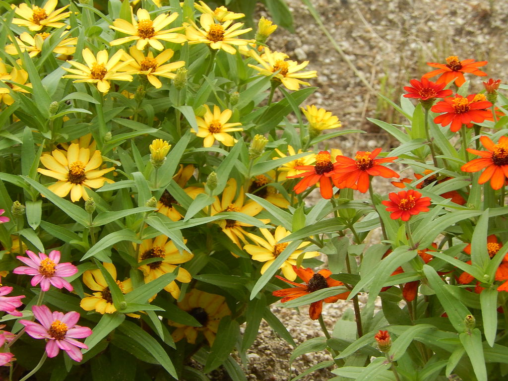 鞍ヶ池公園の四季のさとに咲くジニア やつば池散歩道 豊田市 のブログ 鞍ヶ池公園の四季のさとに咲くジニア やつば池散歩道 豊田市 のブログ