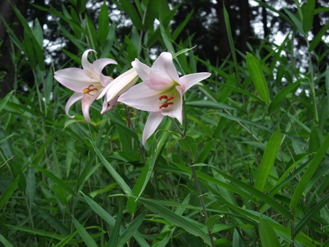 DSCF0031